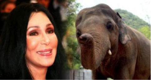 Pop icon Cher aims to free lonely elephant in Pakistan